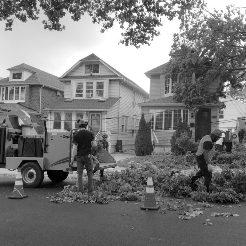 New York City, NY/ USA: 8-12-20- Construction Workers Cleaning up Tree Damage in Queens New York from Tropical Storm Isaias