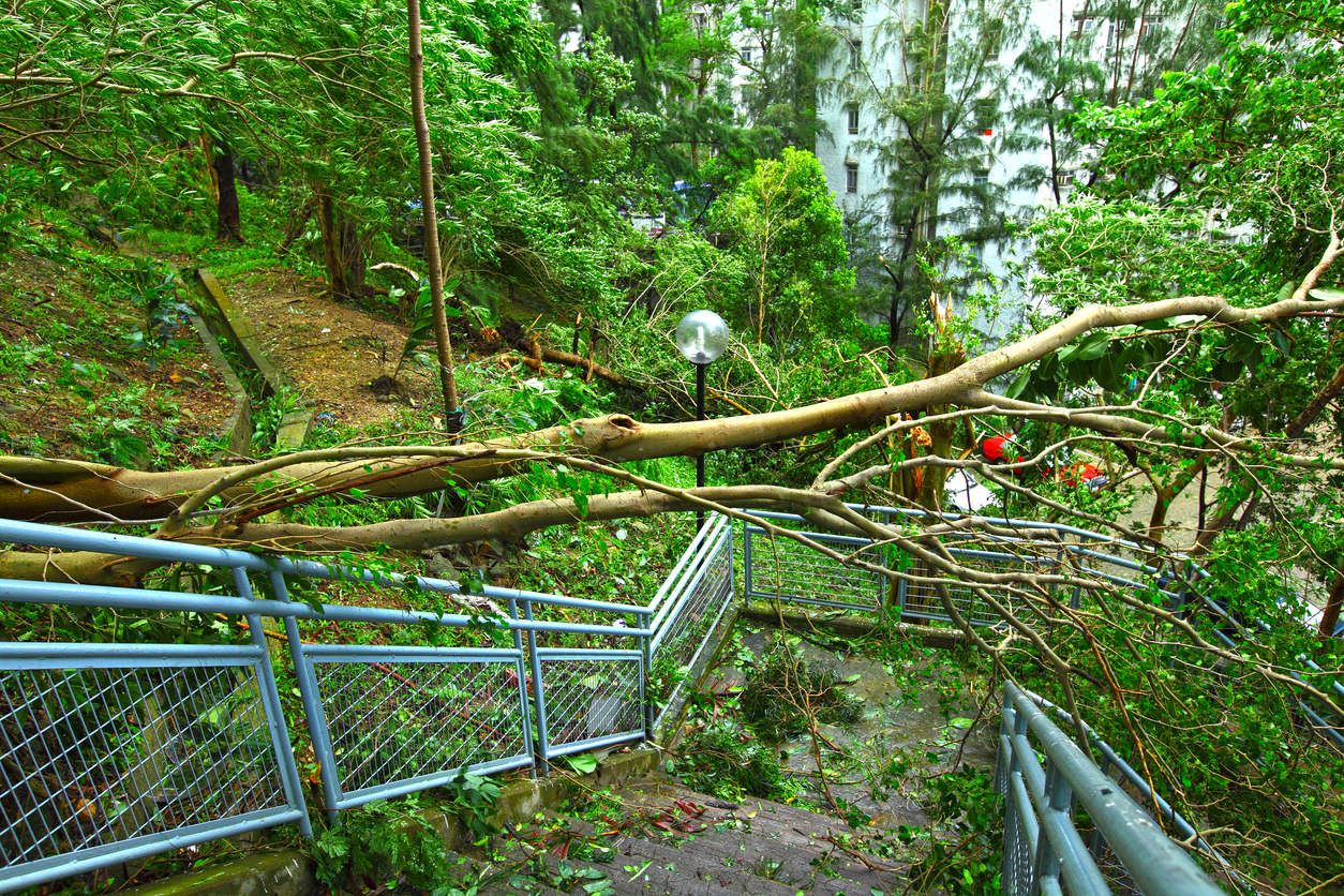 trail maintenance