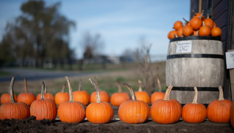 Patch Up Your Parks: How EAM Software Prevents Pumpkin-Spiced Chaos!