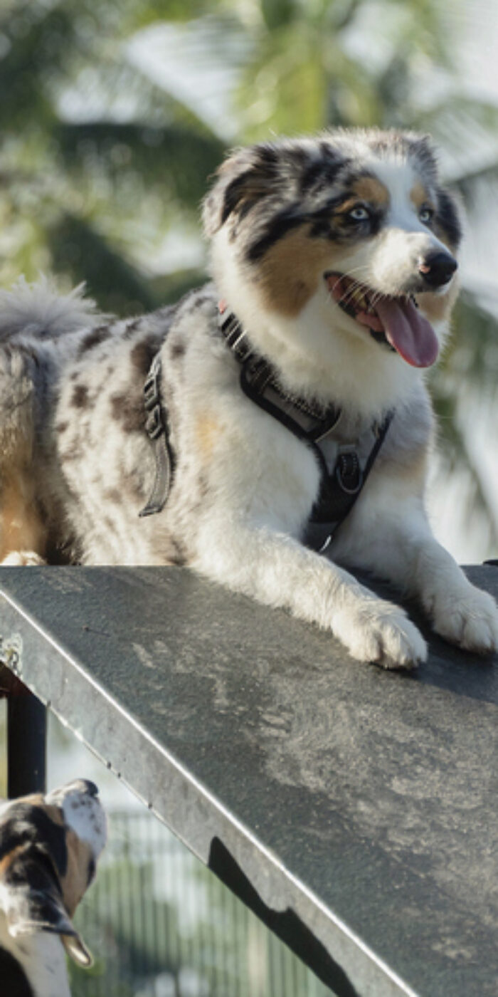 Australian shepherd playing in the dog park.