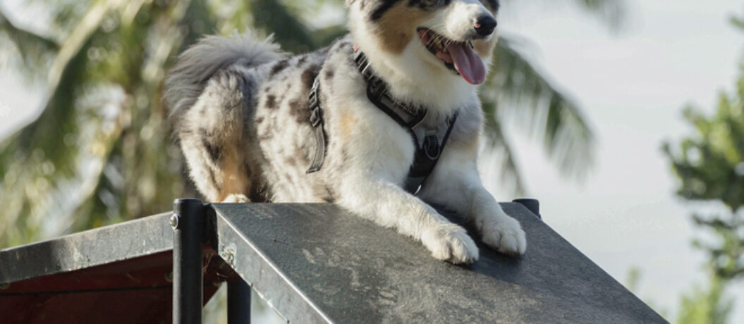 Australian shepherd playing in the dog park.