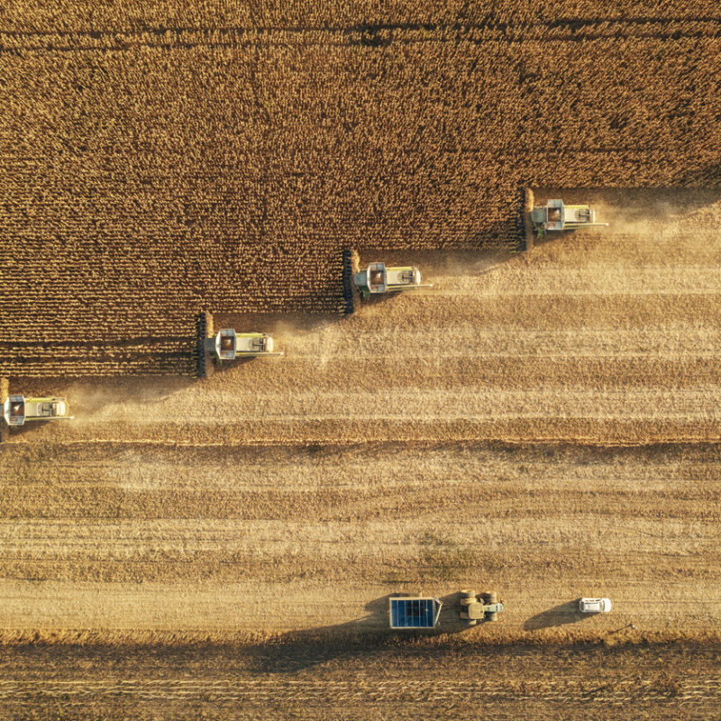 Dust rising from combine during crop harvesting, no-till technology professional occupation.